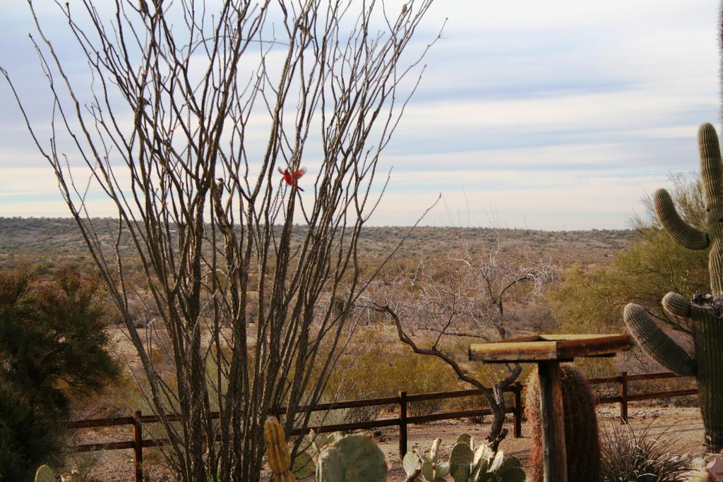 Flying E Guest Ranch Wickenburg Buitenkant foto